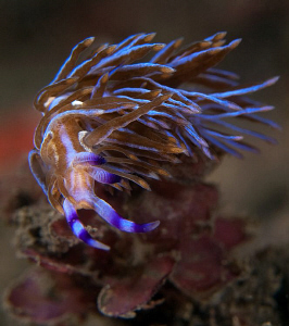 Pteraeolidia ianthina, Kurnell. by Doug Anderson 